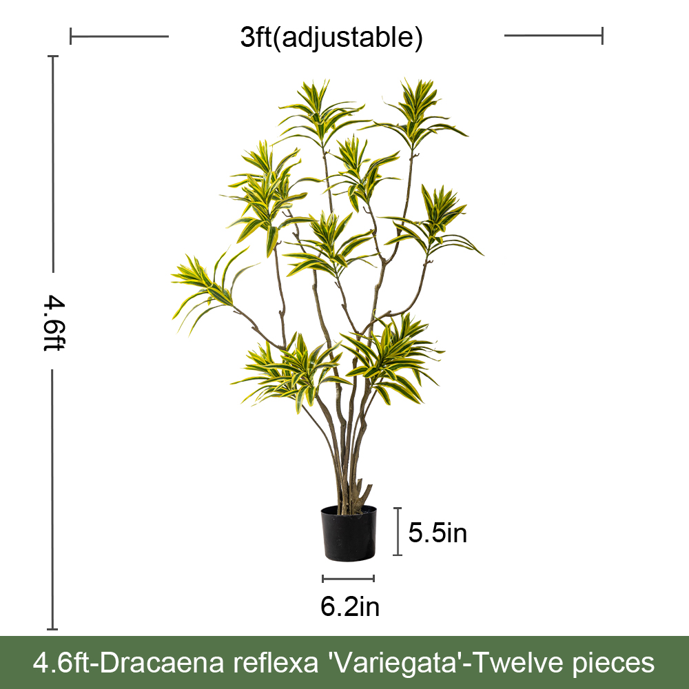Dracaena Reflexa(Gold)